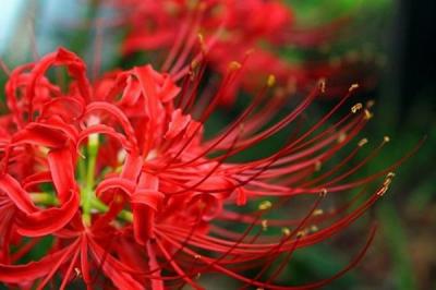 Hoa bỉ ngạn - Nổi buồn giấu kín dưới sắc hoa rực rỡ