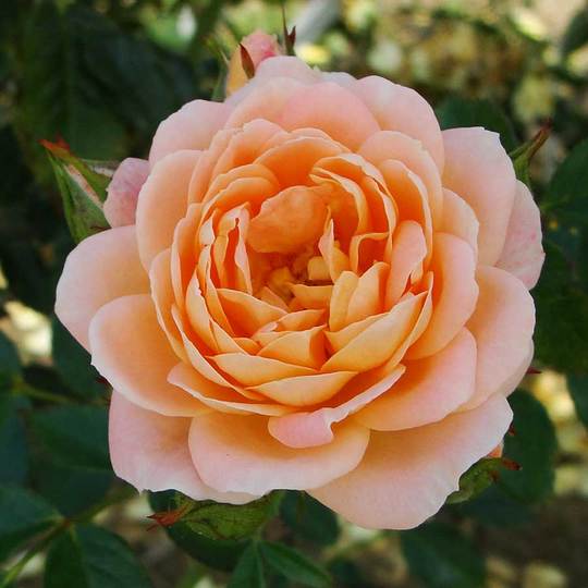 Cận cảnh bông hồng cam màu mật ong đẹp tuyệt
