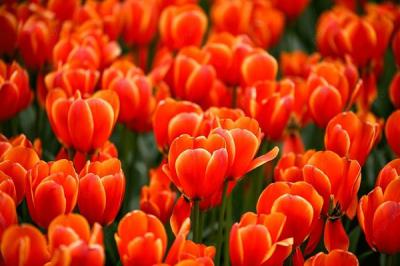 Hoa tulip cam - Biểu tượng của sự tự do đầy phóng khoáng
