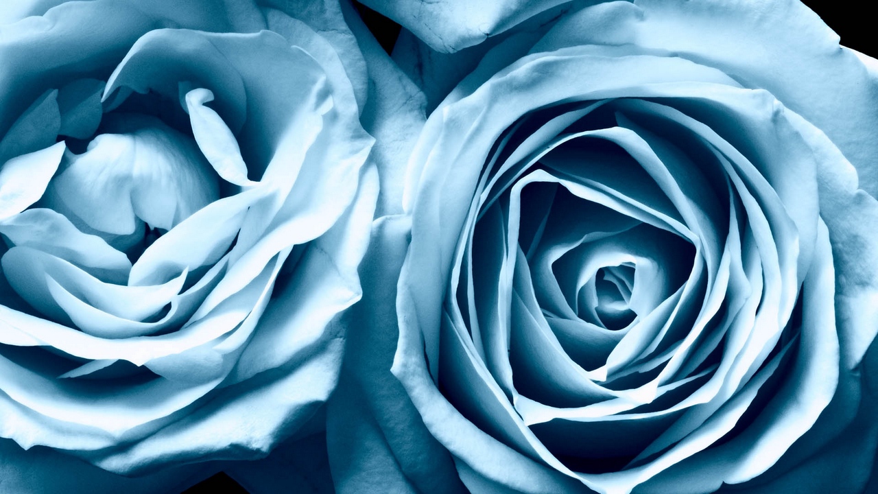 Ảnh nền hoa hồng xanh bí ẩn