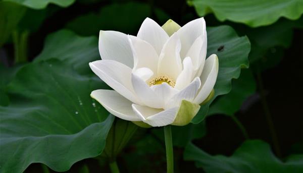 Ý nghĩa hoa sen trắng tượng trưng cho sự chung thủy, thanh cao
