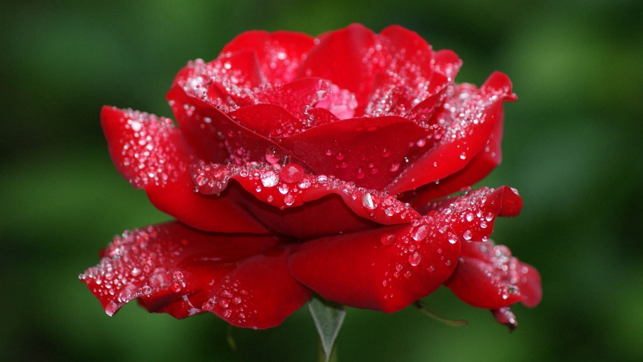 Hình nền hoa hồng đẹp nhất