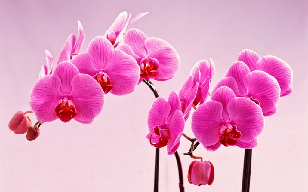 Hoa phong lan làm hình nền đẹp lạ