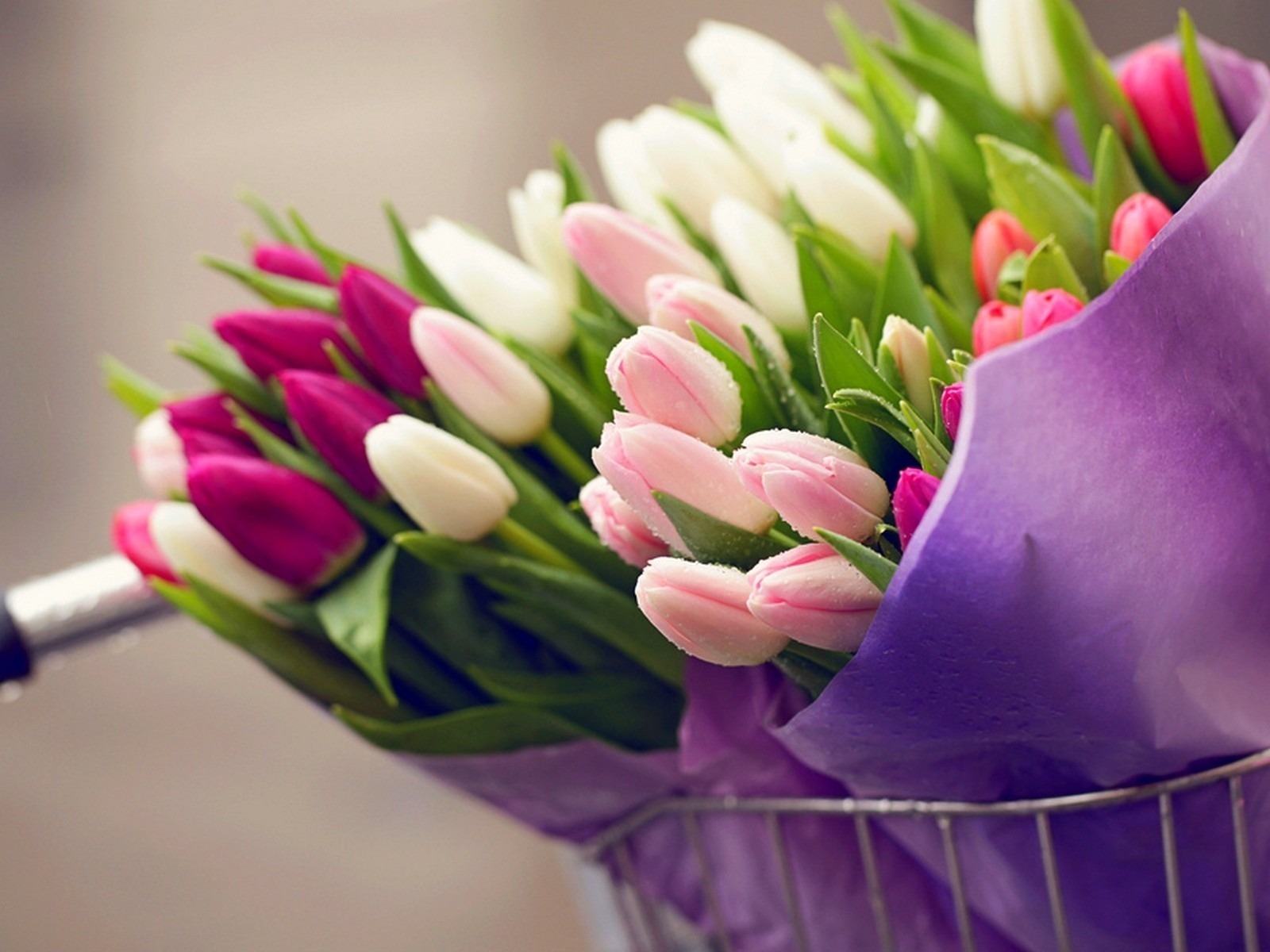 Hình nền hoa tulip đa sắc màu