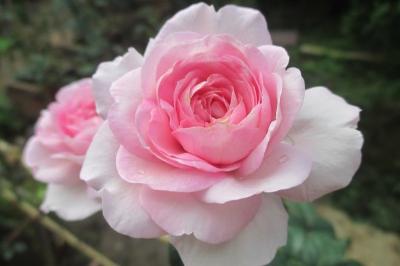 Bạn đã biết ý nghĩa của hoa hồng phấn?