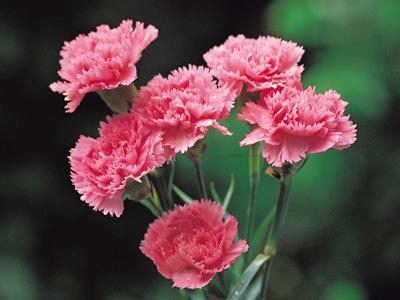 Hoa cẩm chướng có ý nghĩa gì?