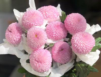 Hoa cúc ping pong - Loài hoa đáng yêu với nhiều màu sắc tươi đẹp