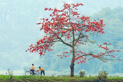 Hoa gạo - loài hoa gắn với làng quê Việt