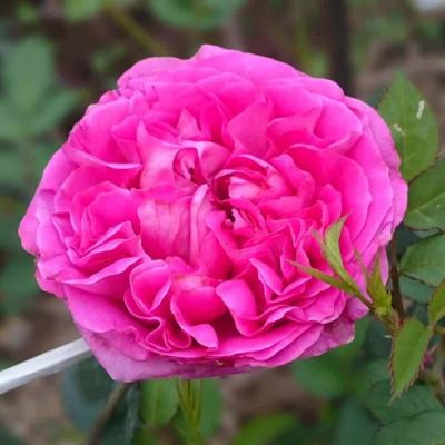 Hoa hồng cổ Sapa - Giống hồng kiêu sa xứ Tây Bắc