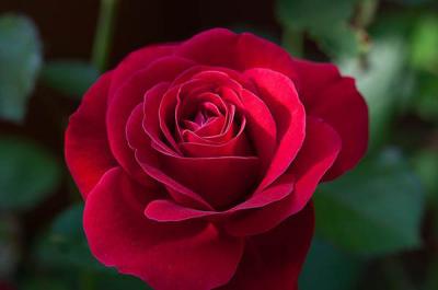 Hoa hồng Ecuador - TOP những giống hồng Ecuador phổ biến tại Việt Nam