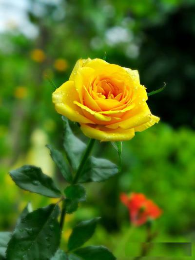 Hoa hồng màu vàng - TOP những giống hoa hồng vàng nổi tiếng nhất