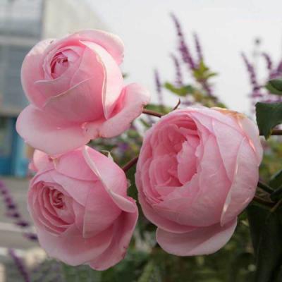Hoa hồng ngoại Strawberry Macaron - Nàng thơ ngát hương của xứ sở nước Anh