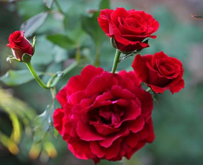 Hoa hồng nhung - Nét đẹp hoàn mỹ của tình yêu lãng mạn