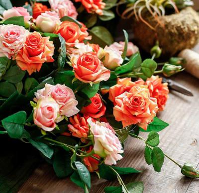 Hoa hồng tỉ muội - Loài hoa nhỏ nhắn được nhiều người yêu thích