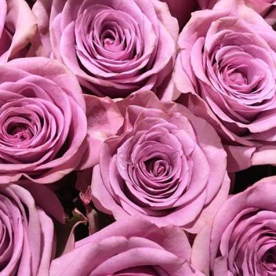 Hoa hồng tím - Đắm say trong tình yêu lãng mạn