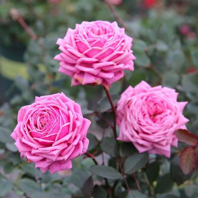 Hoa hồng Yua Rose - Cô gái Nhật với hương thơm quyến rũ lòng người