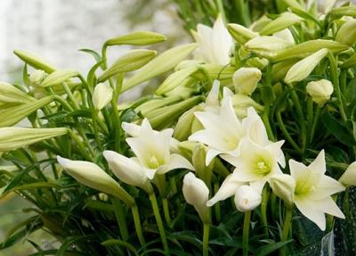 Hoa loa kèn trắng - Vẻ đẹp tinh khôi và thuần khiết của tháng 4
