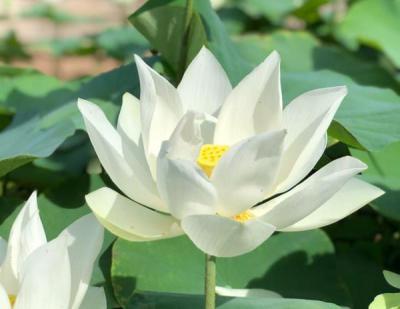 Hoa sen trắng - Bức chân dung thuần khiết đầy cao quý của thiên nhiên