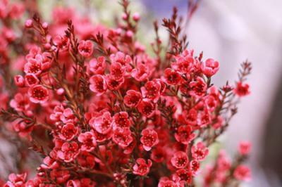 Hoa thanh liễu - Loài hoa với vẻ đẹp mộc mạc thanh khiết