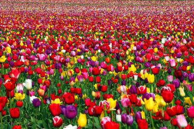 Tình yêu về hoa tulip của đất nước Hà Lan
