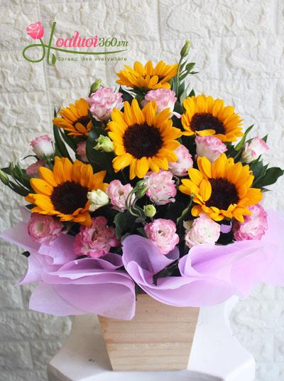 Há»p hoa hưá»ng dương cát tưá»ng xinh xắn