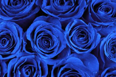 Những bí ẩn về hoa hồng xanh vĩnh cửu