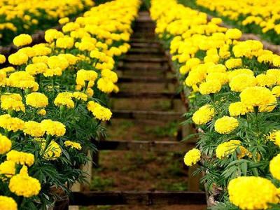 Những loài hoa màu vàng tượng trưng cho ngày Tết