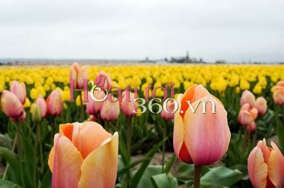 Sự tích hoa Tulip