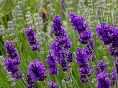 Tìm hiểu về đặc điểm và ý nghĩa cao cả của hoa Lavender