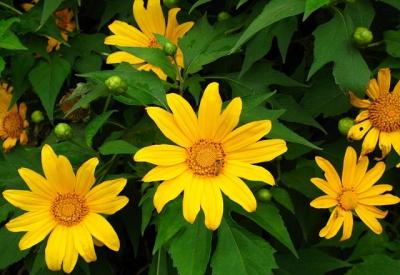 Top 10 tên các loại hoa có màu vàng mang tài lộc cho ngày Tết