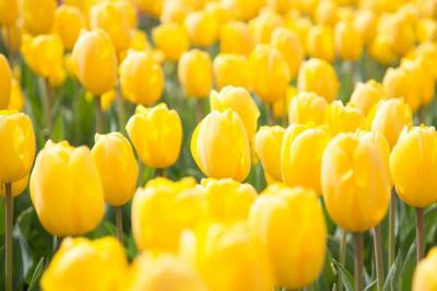 Hoa tulip vàng - Nữ hoàng kiêu sa của vương quốc tulip