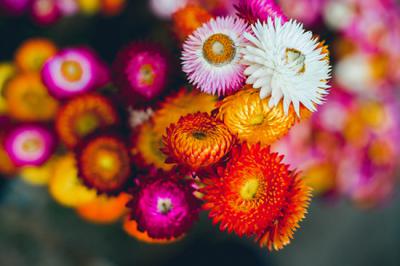 Ý nghĩa hoa bất tử - Loài hoa đẹp mãi với sức sống bất diệt