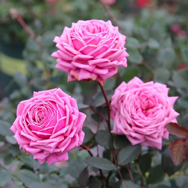 Đặc điểm hoa hồng ngoại Yua rose