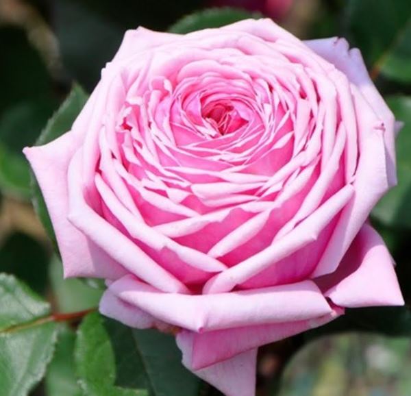 Hoa hồng ngoại Yua Rose, hoặc còn được gọi là Love Knot Rose