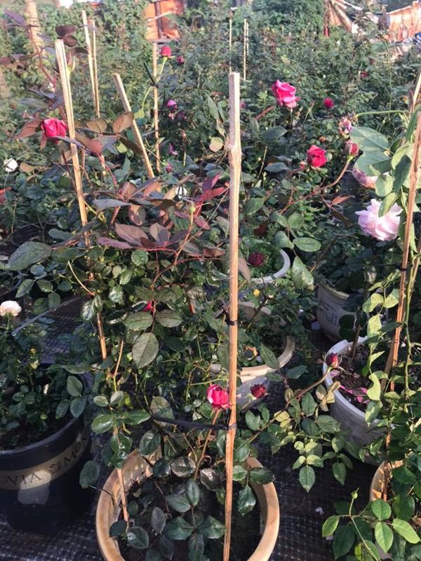 Hoa hồng Yua cần ít nhất 6-8 giờ ánh nắng trực tiếp mỗi ngày