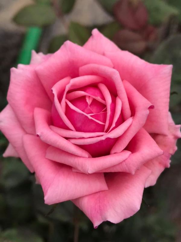 Ý nghĩa của hoa hồng Yua rose