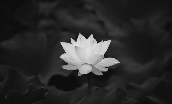Hoa sen trắng đám tang thể hiện sự thành kính
