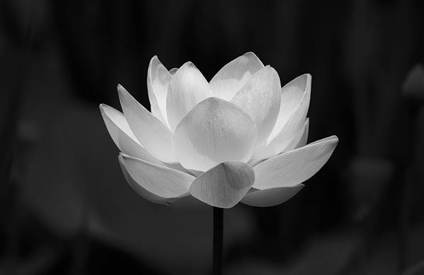 Hình ảnh hoa sen trắng đám tang mang ý nghĩa thiêng liêng