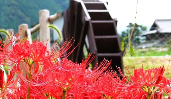 Hoa Bỉ Ngạn - Dải lụa đỏ nổi bật giữa thiên đường hoa