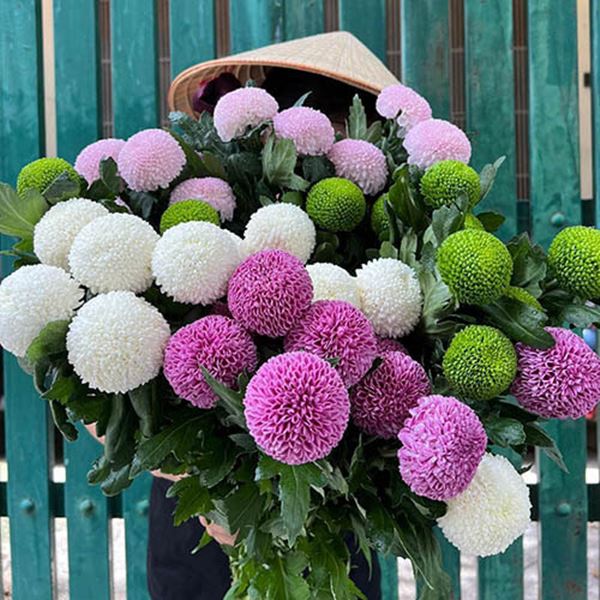 Hoa cúc ping pong, với tên gọi khác là hoa bóng bàn