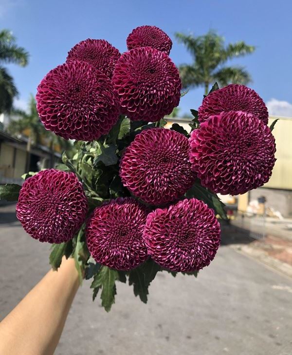 Hoa cúc ping pong màu tím