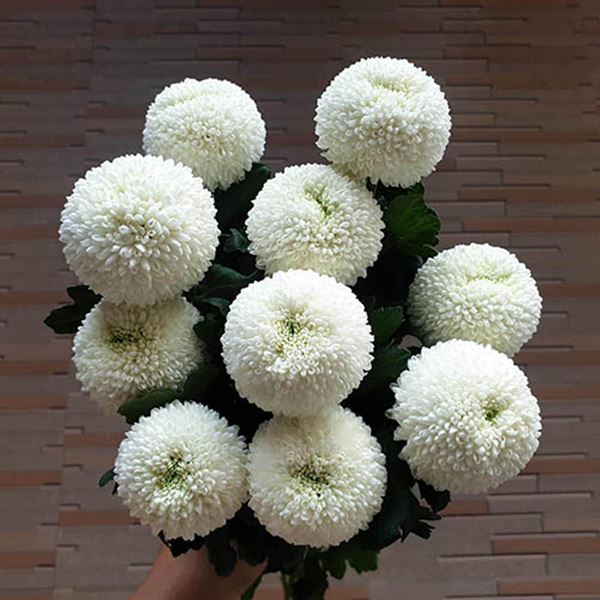 Hoa cúc ping pong màu trắng