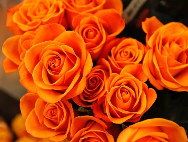 Hoa hồng cam thể hiện sự đam mê, sự nhiệt huyết và sự hào hứng