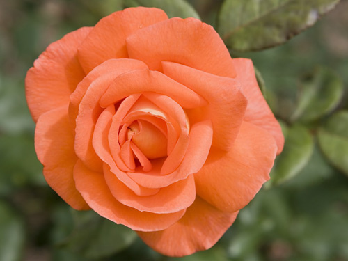 Hoa hồng màu cam được tạo ra thông qua quá trình lai tạo