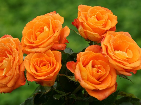 Ý nghĩa hoa hồng cam thể hiện sự sáng tạo và khả năng đột phá