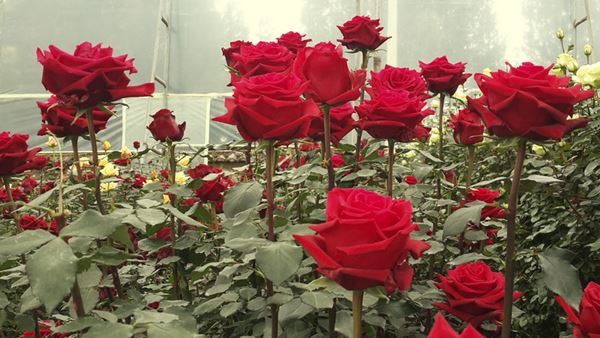 Hoa hồng Ecuador có kích thước lớn, đường kính lên đến 8 - 9 cm