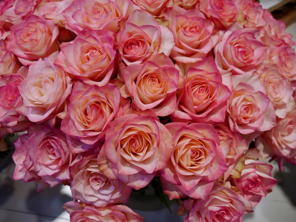 Hoa hồng Ecuador Sanoli