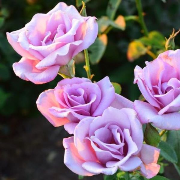 Hoa hồng tím - Biểu tượng tình yêu mãnh liệt và lãng mạn