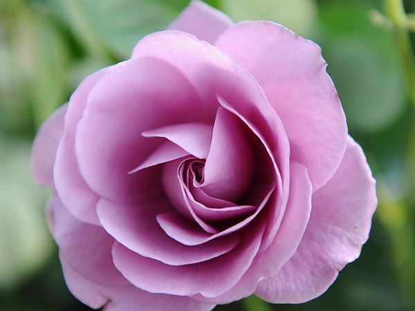 Hoa hồng tím được nhiều người yêu thích bởi sắc hoa lãng mạn