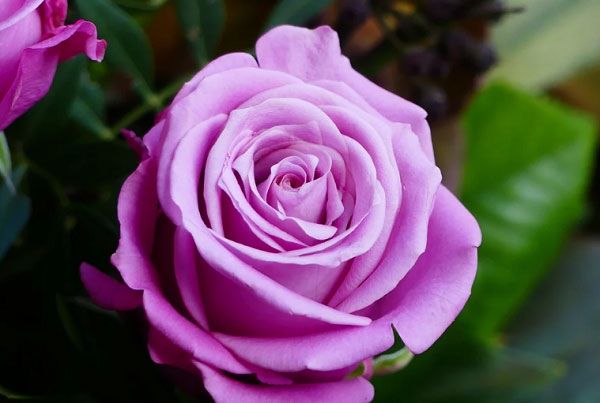 Hoa hồng tím là một cách ngọt ngào và tinh tế để thể hiện tình yêu